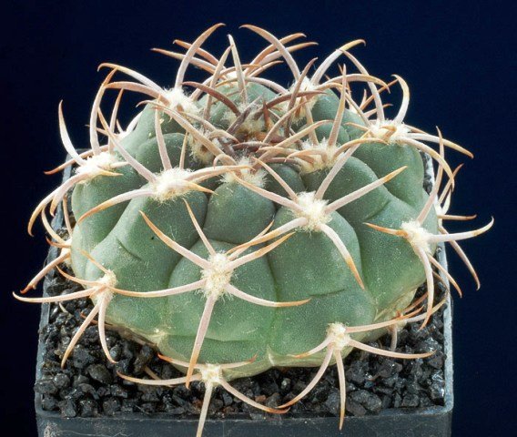 Gymnocalycium_tilianum_1